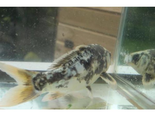 foto nr. 3 van deze Koi Overige , 