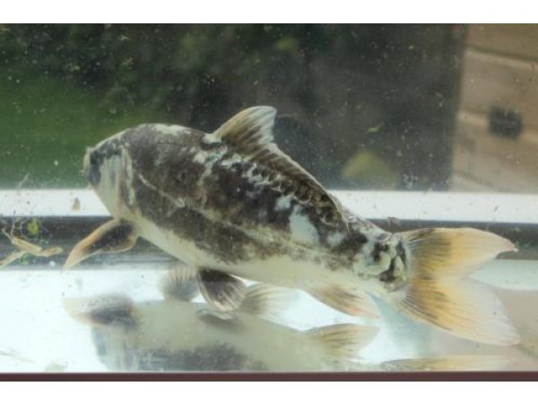 foto nr. 6 van deze Koi Overige , 