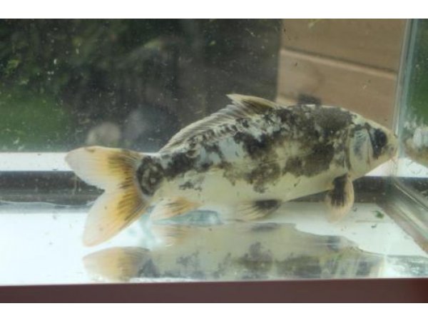 foto nr. 7 van deze Koi Overige , 