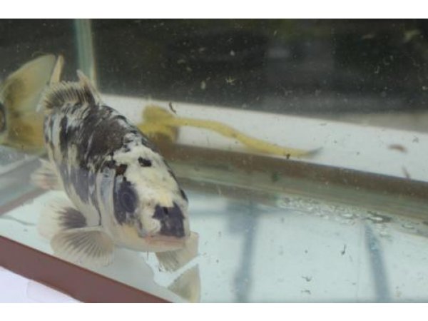 foto nr. 4 van deze Koi Overige , 