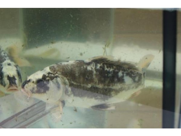 foto nr. 2 van deze Koi Overige , 