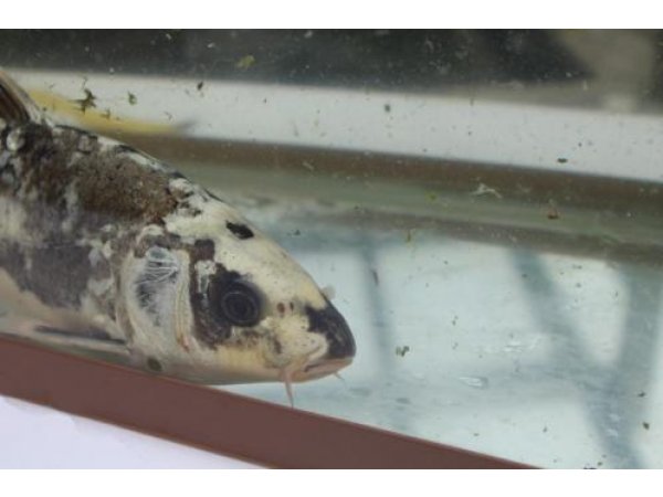 foto nr. 5 van deze Koi Overige , 