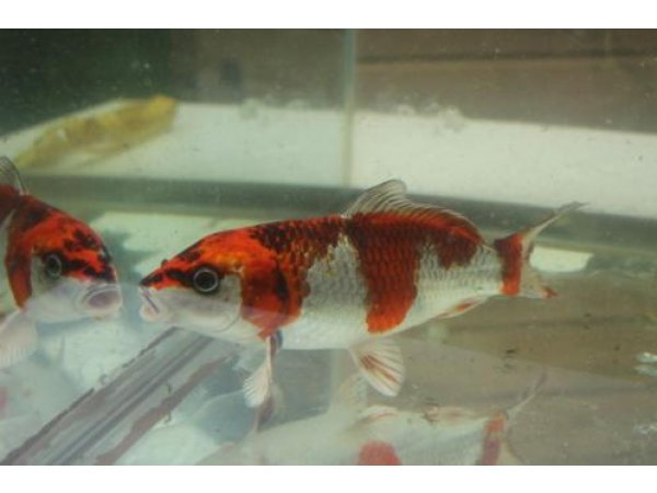 foto nr. 3 van deze Koi Overige , 