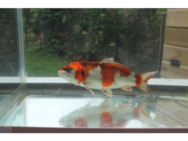 foto nr. 1 van deze Koi Overige , 
