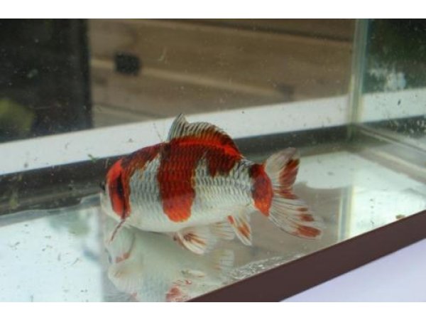 foto nr. 7 van deze Koi Overige , 