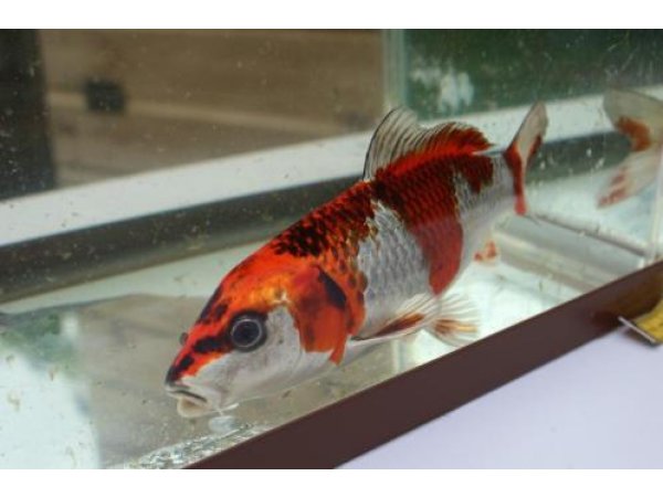 foto nr. 6 van deze Koi Overige , 