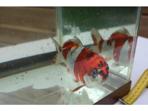 foto nr. 5 van deze Koi Overige , 