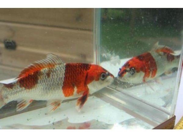 foto nr. 4 van deze Koi Overige , 