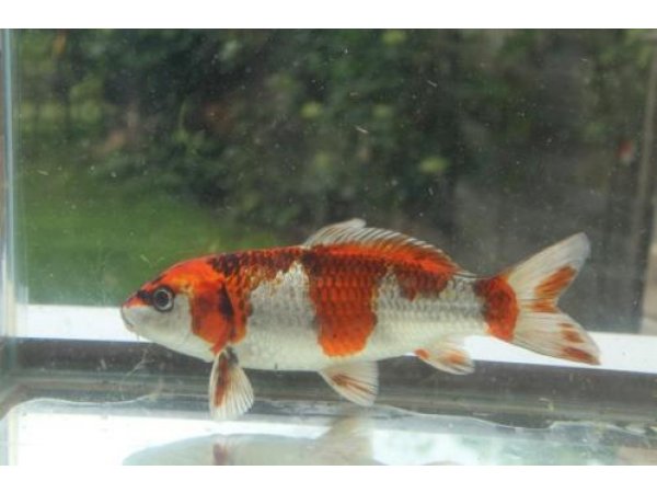 foto nr. 2 van deze Koi Overige , 