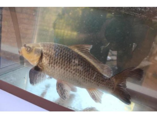 foto nr. 4 van deze Koi Overige , 