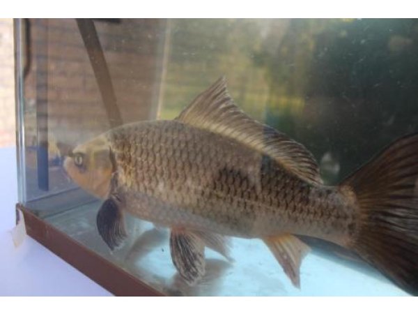 foto nr. 3 van deze Koi Overige , 