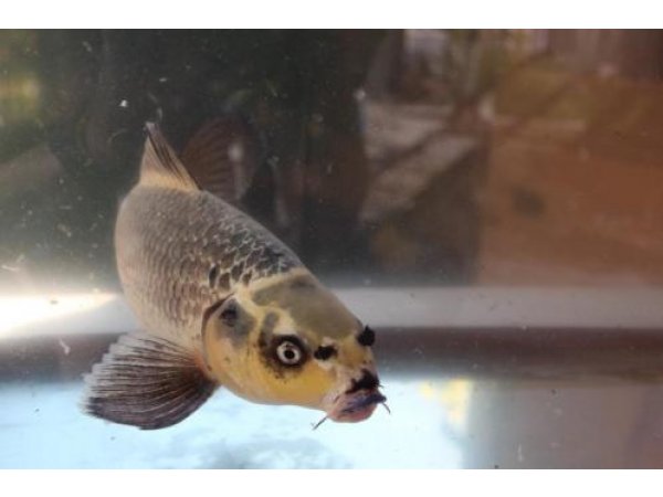 foto nr. 1 van deze Koi Overige , 