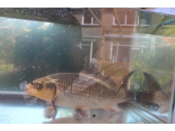 foto nr. 2 van deze Koi Overige , 