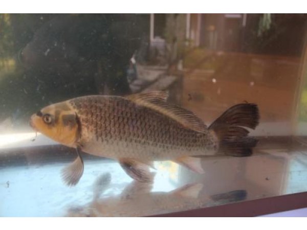 foto nr. 6 van deze Koi Overige , 