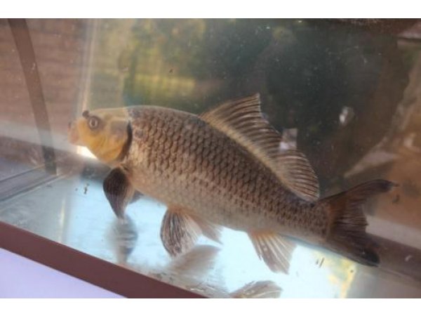 foto nr. 5 van deze Koi Overige , 