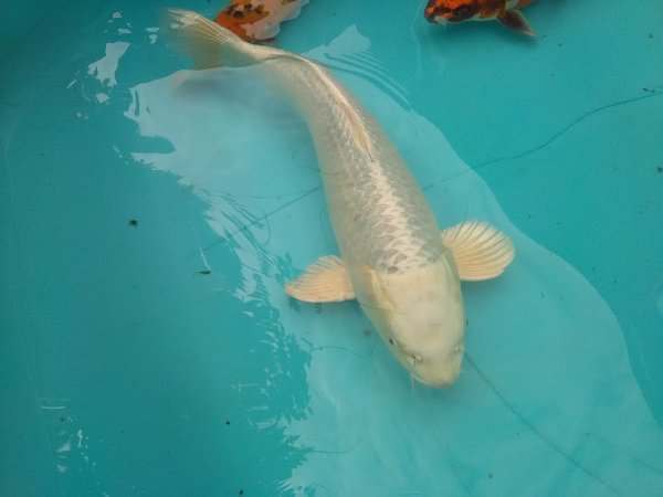 foto nr. 2 van deze Koi Platinum Ogon , 