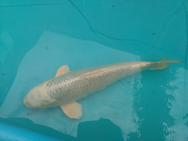 foto nr. 1 van deze Koi Platinum Ogon , 