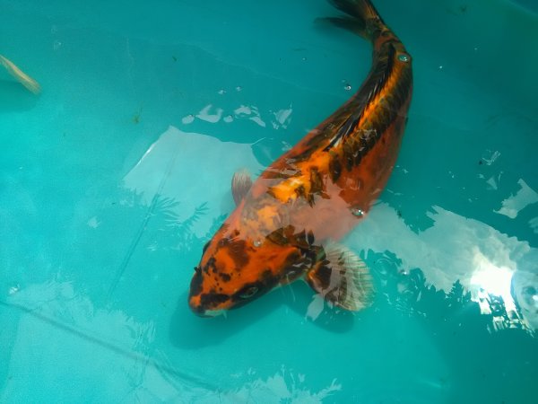 foto nr. 4 van deze Koi Overige , 