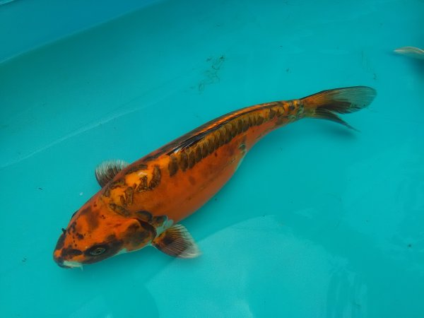 foto nr. 3 van deze Koi Overige , 