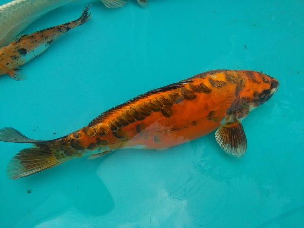 foto nr. 2 van deze Koi Overige , 