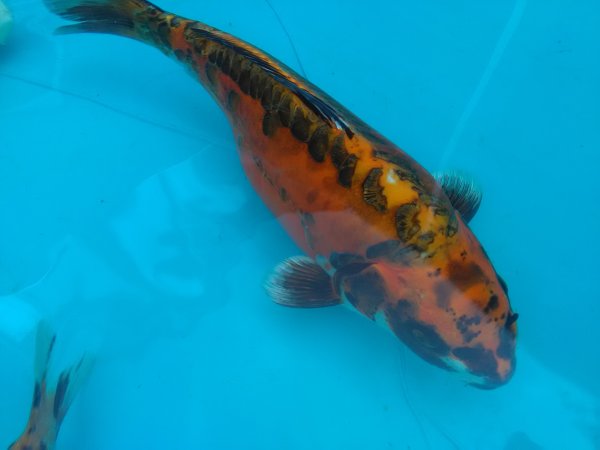 foto nr. 1 van deze Koi Overige , 