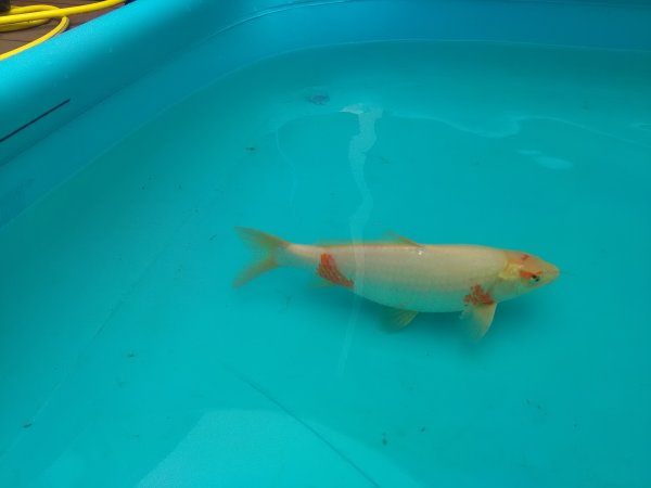 foto nr. 1 van deze Koi Overige , 