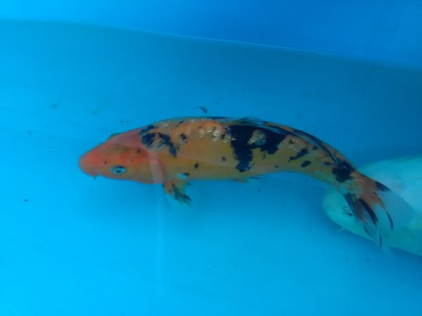 foto nr. 2 van deze Koi Overige , 