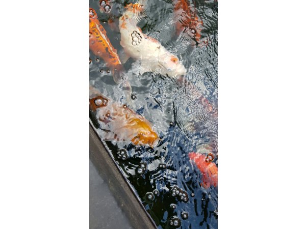 foto nr. 1 van deze Koi Overige , 