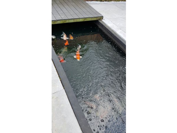 foto nr. 4 van deze Koi Overige , 