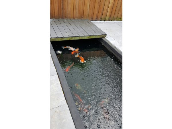 foto nr. 3 van deze Koi Overige , 