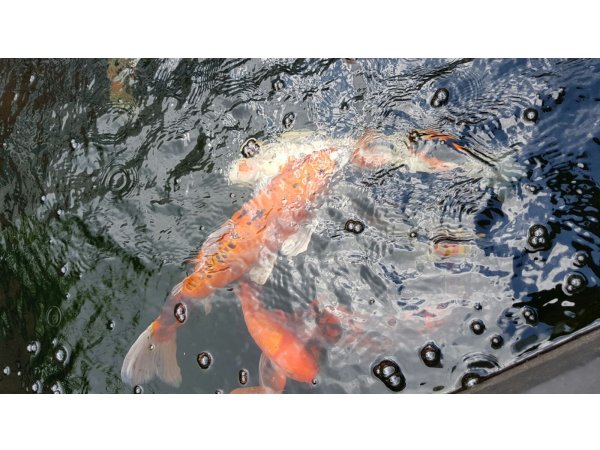 foto nr. 2 van deze Koi Overige , 