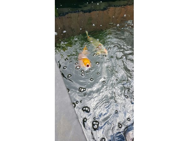 foto nr. 5 van deze Koi Overige , 
