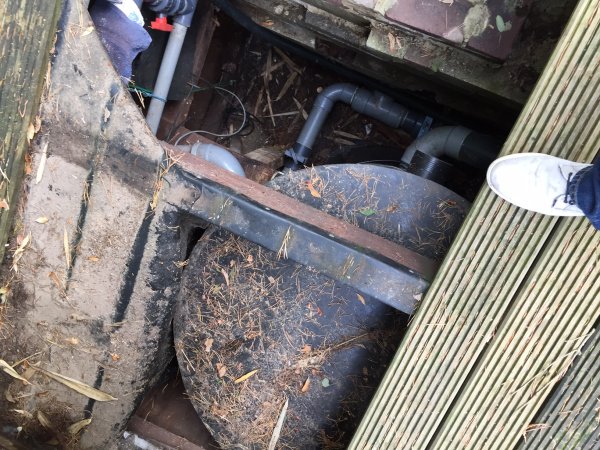 foto nr. 5 van deze Koi Overige , 