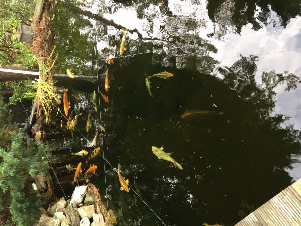 foto nr. 1 van deze Koi Overige , 