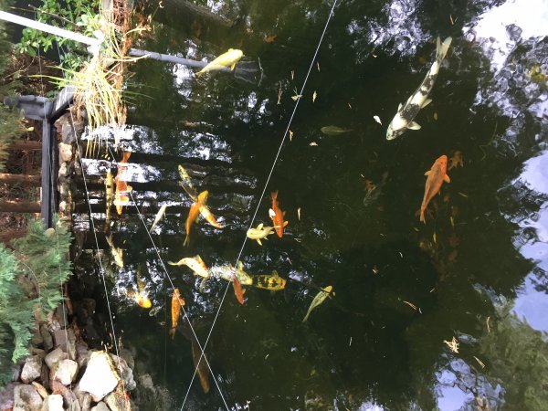 foto nr. 2 van deze Koi Overige , 