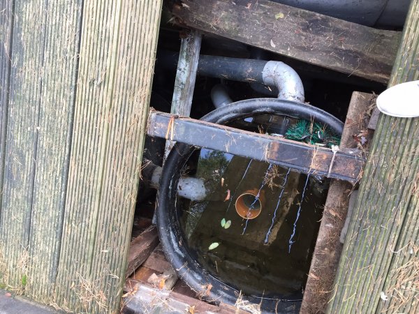 foto nr. 3 van deze Koi Overige , 