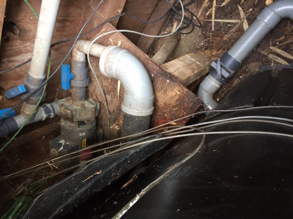 foto nr. 6 van deze Koi Overige , 