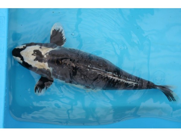 foto nr. 3 van deze Koi Overige , 