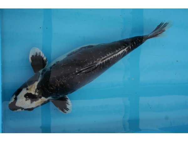 foto nr. 1 van deze Koi Overige , 