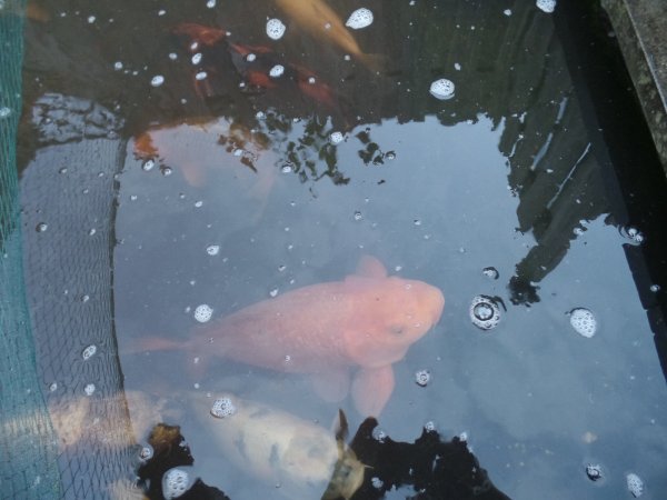 foto nr. 8 van deze Koi Chagoi , 