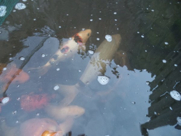 foto nr. 6 van deze Koi Chagoi , 