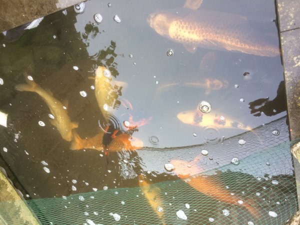 foto nr. 3 van deze Koi Chagoi , 