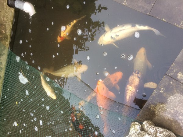 foto nr. 2 van deze Koi Chagoi , 