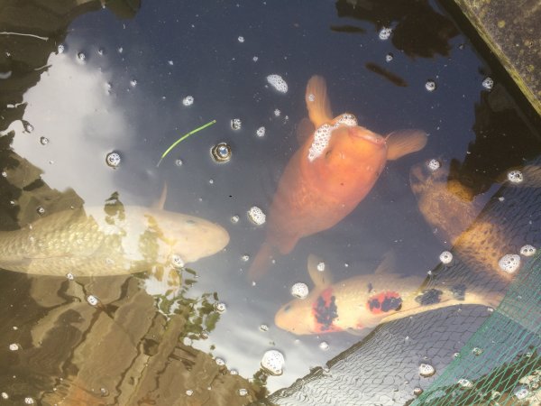 foto nr. 7 van deze Koi Chagoi , 