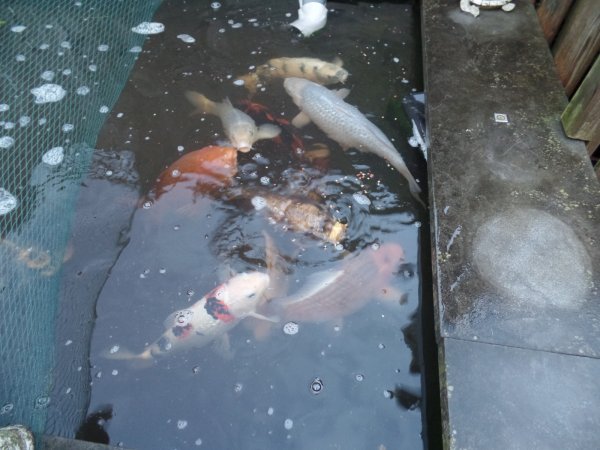 foto nr. 9 van deze Koi Chagoi , 