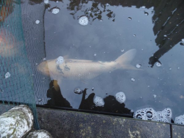 foto nr. 5 van deze Koi Chagoi , 