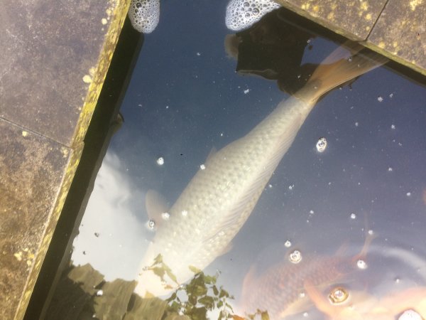 foto nr. 1 van deze Koi Chagoi , 