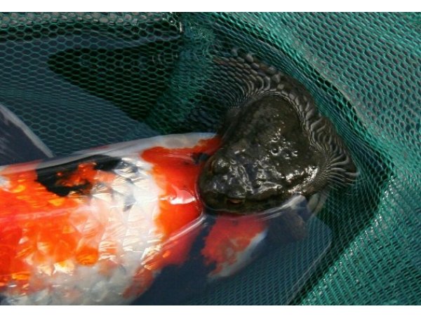 foto nr. 2 van deze Voer Eigen Merk , 