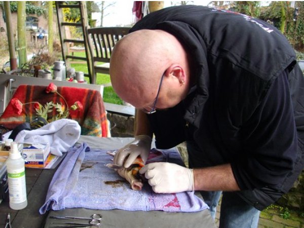 foto nr. 3 van deze Voer Eigen Merk , 