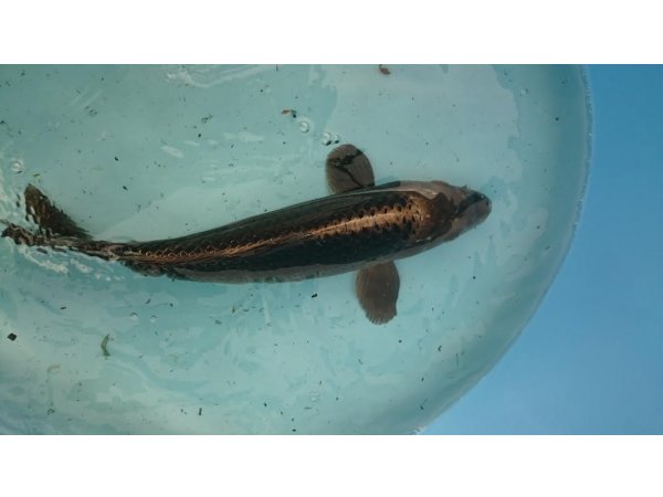 foto nr. 3 van deze Koi Overige , 